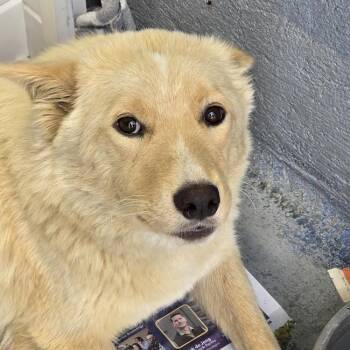 Marshmallow -  Shepherd and Husky Dog for Adoption in San Diego, California - Marshmallow | PetCurious