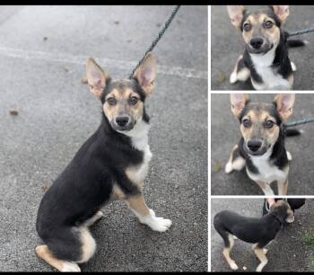 Rescue Mixed Breed Dogs for Adoption in Madison, Wisconsin - Benton | PetCurious