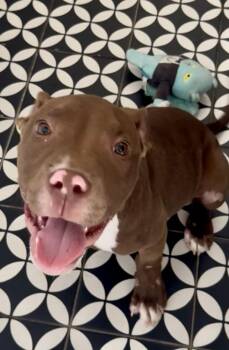 Pit Bull Terrier Dogs Available for Adoption - Ross | PetCurious