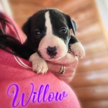 Willow -  Mixed Breed Dog for Adoption in Northville, Michigan - Willow | PetCurious