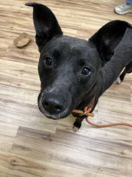 Rita -  Mixed Breed Dog for Adoption in Raleigh, North Carolina - Rita | PetCurious