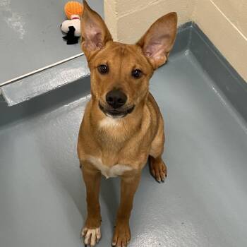 Jabarkus -  Mixed Breed Dog for Adoption in Brockton, Massachusetts - Jabarkus | PetCurious