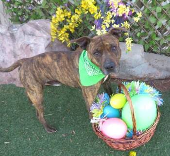 Pit Bull Terrier and Mixed Breed Dogs Available for Adoption in Oklahoma City, Oklahoma - COWBOY | PetCurious