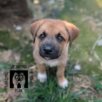 Scarecrow Boat -  Anatolian Shepherd Dog for Adoption in Omaha, Nebraska - Scarecrow Boat | PetCurious