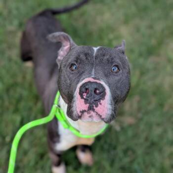 Mickey -  Pit Bull Terrier Dog for Adoption in Cedar Rapids, Iowa - Mickey | PetCurious