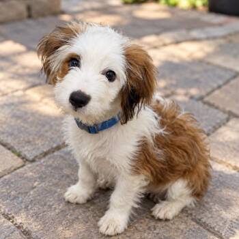 Mogley -  Goldendoodle Dog for Adoption in Crosby, Texas - Mogley | PetCurious