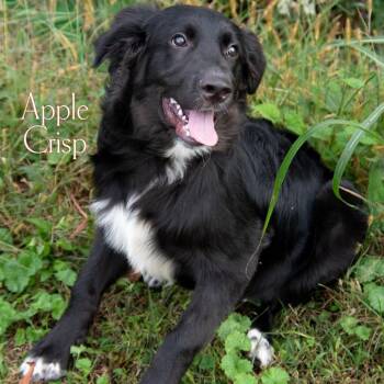 Apple Crisp -  Black Labrador Retriever and Mixed Breed Dog for Adoption in Parkersburg, West Virginia - Apple Crisp | PetCurious