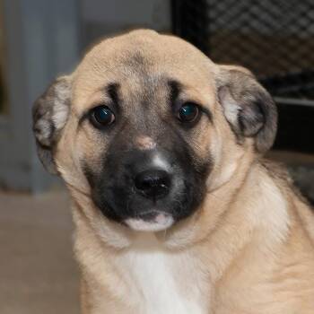 Anatolian Shepherd Dogs Available for Adoption - Sunflower | PetCurious