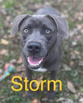 Weimaraner Dogs Available for Adoption in Princeton, Indiana - STORM | PetCurious