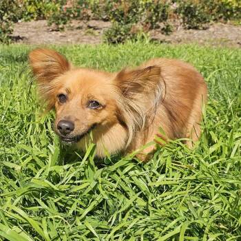 Dachshund and Mixed Breed Dogs Available for Adoption in Apple Valley, California - Poncho | PetCurious