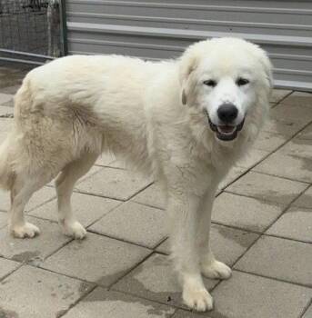 Great Pyrenees Dogs Available for Adoption in Spring, Texas - Ryker | PetCurious