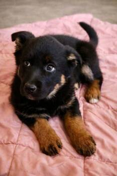 Australian Shepherd Dogs Available for Adoption - Peeps | PetCurious