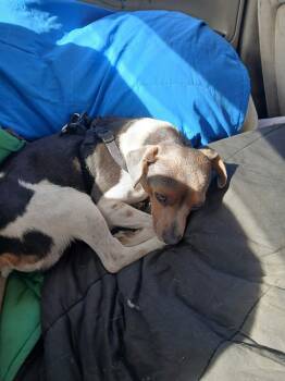 Jack Russell Terrier Dogs Available for Adoption - Raphael | PetCurious