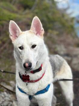 Rescue Siberian Husky Dogs for Adoption in Burnaby, British Columbia - Otis | PetCurious