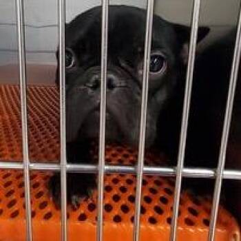 Kent -  French Bulldog Dog Available for Adoption - Kent | PetCurious
