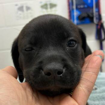 Betta -  Black Labrador Retriever and Mixed Breed Dog for Adoption in Corpus Christi, Texas - Betta | PetCurious