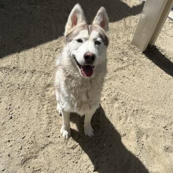 Siberian Husky and Mixed Breed Dogs Available for Adoption in Thousand Palms, California - ANGEL | PetCurious