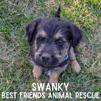 Swanky -  Terrier Dog for Adoption in Wasilla, Alaska - Swanky | PetCurious