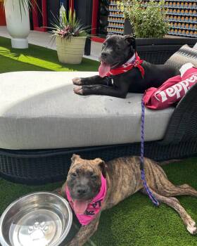 Latte -  American Bulldog Dog for Adoption in Kansas City, Missouri - Latte | PetCurious