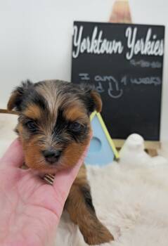 Max -  Yorkshire Terrier Dog Available for Sale in Belleville, Illinois - Max | PetCurious
