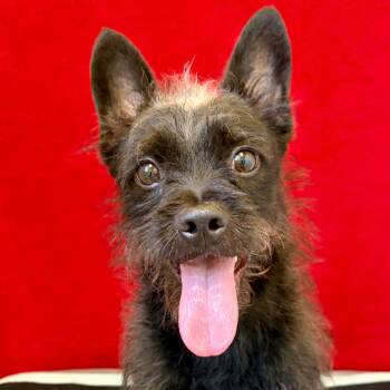 Toto -  Terrier Dog for Adoption in Pekin, Illinois - Toto | PetCurious
