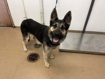 Rescue German Shepherd Dog Dogs for Adoption in Hayward, California - EGGS BENEDICT | PetCurious