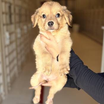 Tanya -  Australian Cattle Dog Blue Heeler Dog for Adoption in Chicago, Illinois - Tanya | PetCurious