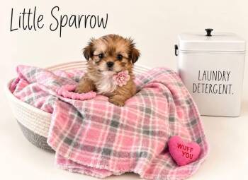 Little Sparrow -  Shih Tzu Dog for Adoption in Cleveland, Ohio - Little Sparrow | PetCurious
