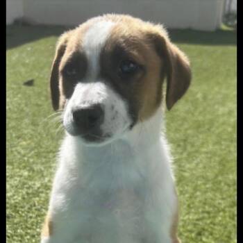 Mixed Breed Dogs Available for Adoption in New York, New York - Ziggy (p) | PetCurious
