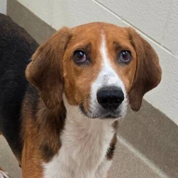 Rescue Hound Dogs for Adoption in Chatham, Virginia - Earl | PetCurious