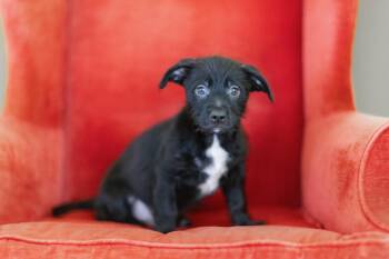 Rescue Mixed Breed Dogs for Adoption in Cranston, Rhode Island - MAXIE DEAN | PetCurious