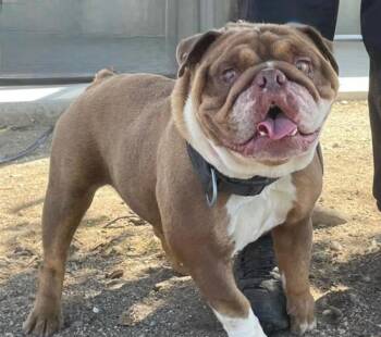 English Bulldog Dogs Available for Adoption in Ventura, California - Petunia | PetCurious