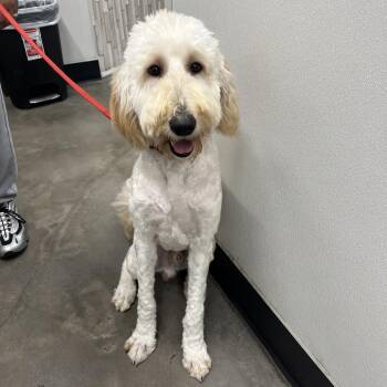 Wiz Alexander -  Standard Poodle and Golden Retriever Dog for Adoption in Tampa, Florida - Wiz Alexander | PetCurious
