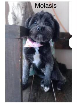Molasses -  Lowchen and Terrier Dog for Adoption in Severance, Colorado - Molasses | PetCurious