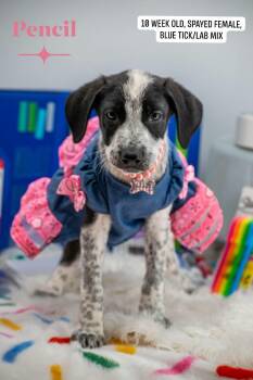 Pencil -  Labrador Retriever and Hound Dog for Adoption in Sevierville, Tennessee - Pencil | PetCurious