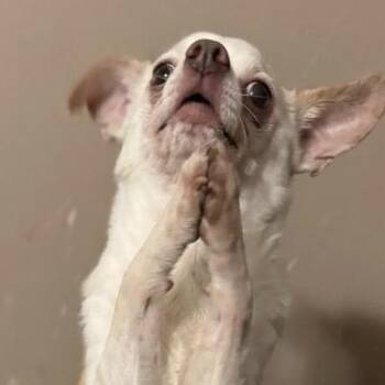 Brooks -  Chihuahua Dog for Adoption in Hudson, Illinois - Brooks | PetCurious