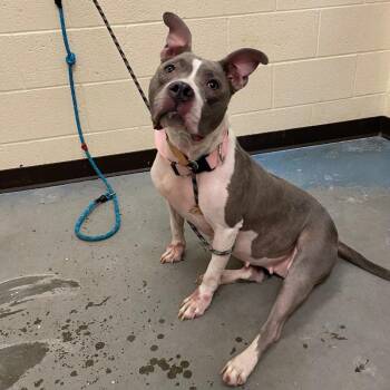 AnnaBelle -  Mixed Breed Dog for Adoption in Memphis, Tennessee - AnnaBelle | PetCurious