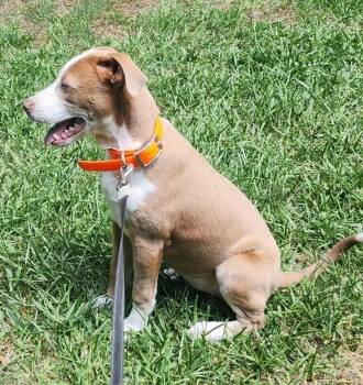 Quip (Qx4) / McElveen -  Hound and Labrador Retriever Dog Available for Adoption in Hartsville, South Carolina - Quip (Qx4) / McElveen | PetCurious