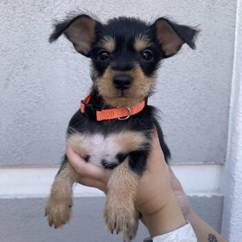 Carmy -  Chihuahua and Terrier Dog for Adoption in Las Vegas, Nevada - Carmy | PetCurious