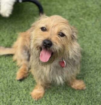 Lainey CA -  Terrier Dog for Adoption in Hillside, Illinois - Lainey CA | PetCurious