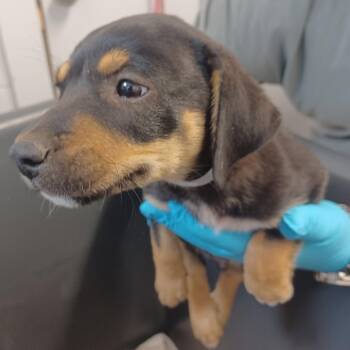Tillman -  Labrador Retriever and Catahoula Leopard Dog Dog for Adoption in Hattiesburg, Mississippi - Tillman | PetCurious