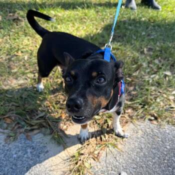 Isaiah -  Chihuahua and Mixed Breed Dog for Adoption in Freeport, Florida - Isaiah | PetCurious