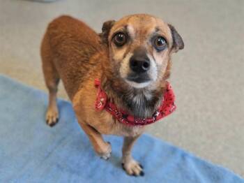 HAMLET -  Chihuahua and Mixed Breed Dog for Adoption in Tustin, California - HAMLET | PetCurious