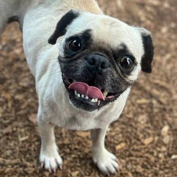 Renee -  Pug Dog for Adoption in Boerne, Texas - Renee | PetCurious