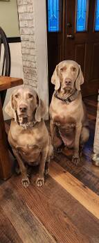 Rescue Weimaraner Dogs for Adoption in Hoboken, New Jersey - Brandy And Buster | PetCurious