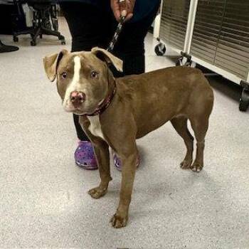 Mixed Breed Dogs Available for Adoption in Oakland, California - Freckles | PetCurious