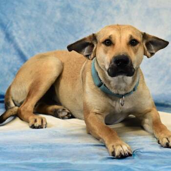 Shepherd Dogs Available for Adoption in Defuniak Springs, Florida - Floppy | PetCurious