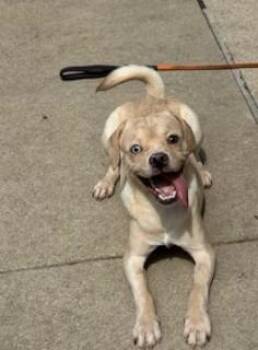 FUNSHINE BEAR -  Beagle and French Bulldog Dog for Adoption in Aurora, Illinois - FUNSHINE BEAR | PetCurious