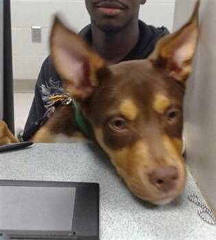 Pit Bull Terrier and Mixed Breed Dogs Available for Adoption in Oklahoma City, Oklahoma - KASH | PetCurious