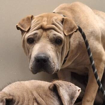 Shar Pei Dogs Available for Adoption in Flagstaff, Arizona - Tarsier | PetCurious